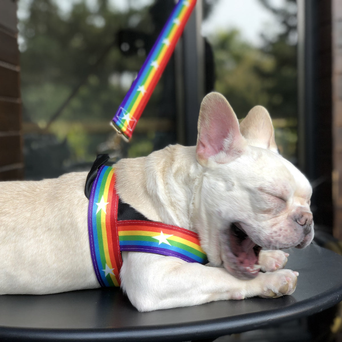 Rainbow dog leashes