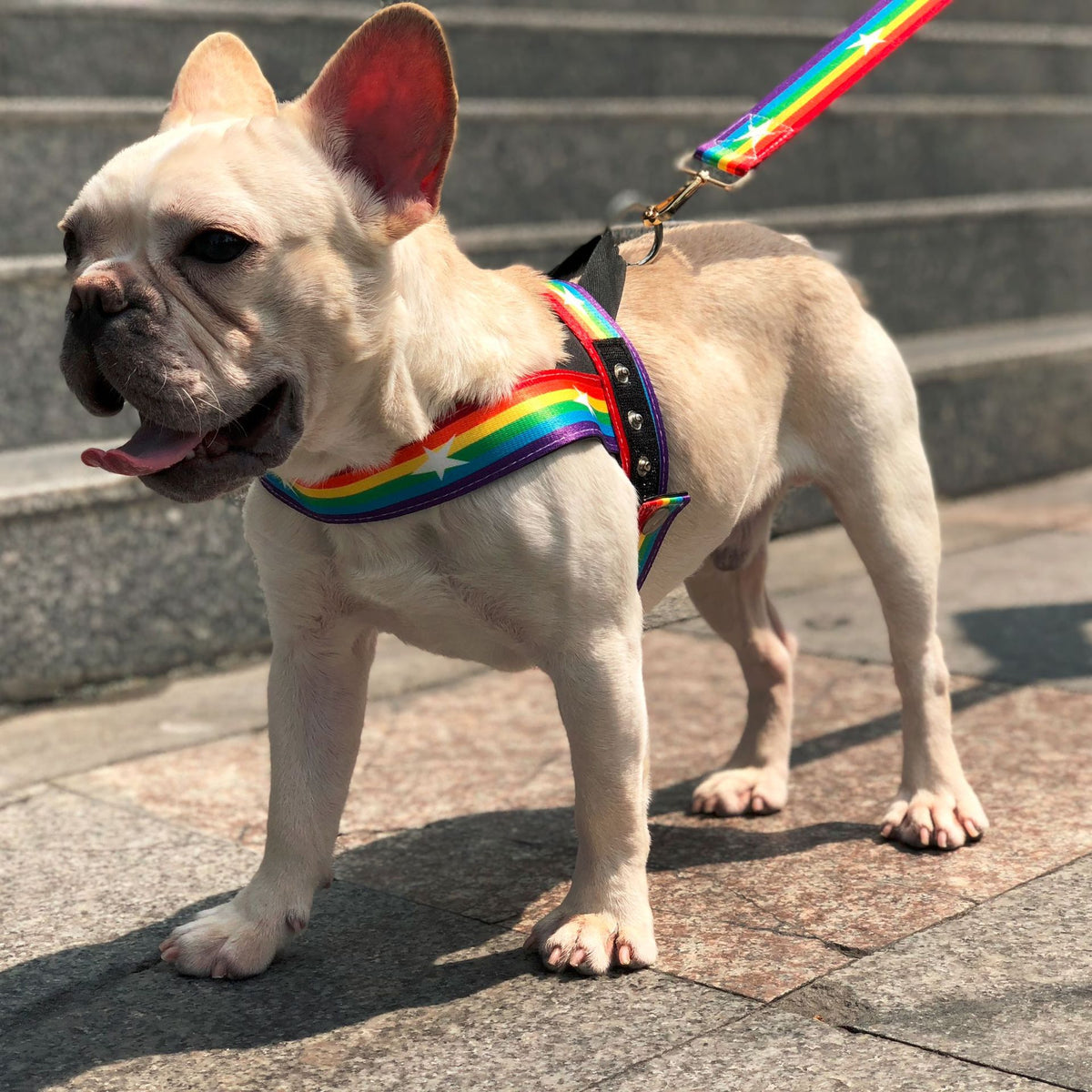 Rainbow dog leashes