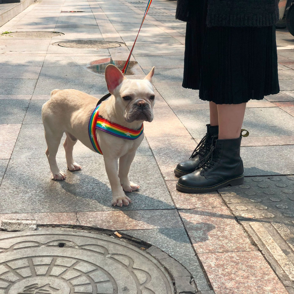 Rainbow dog leashes