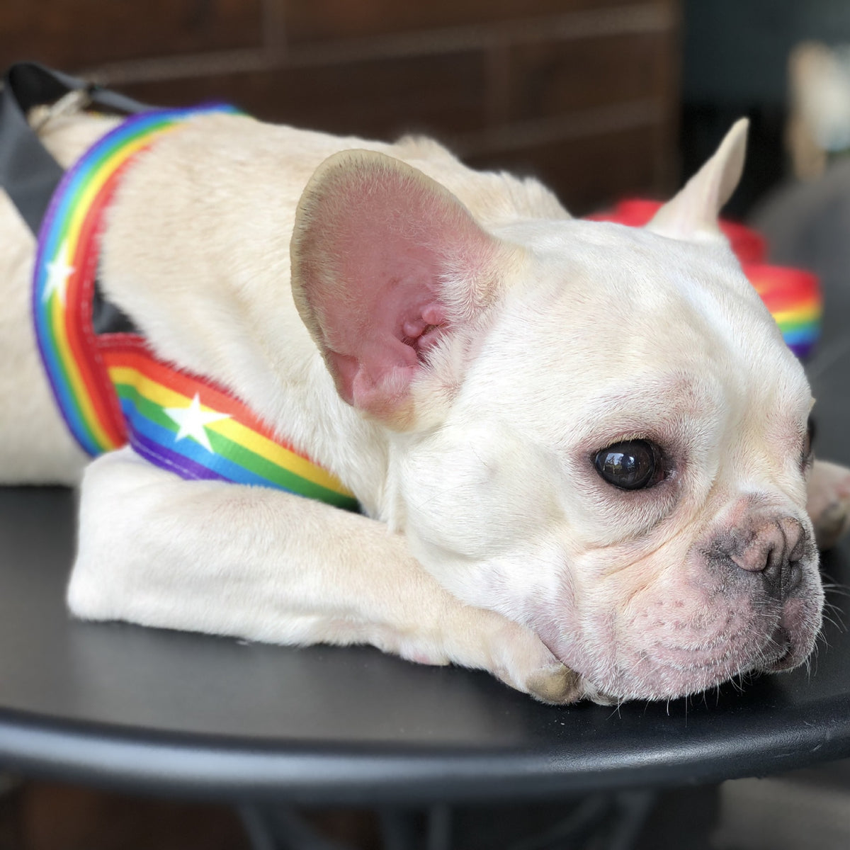 Rainbow dog leashes