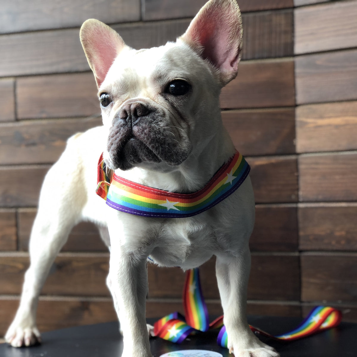 Rainbow dog leashes