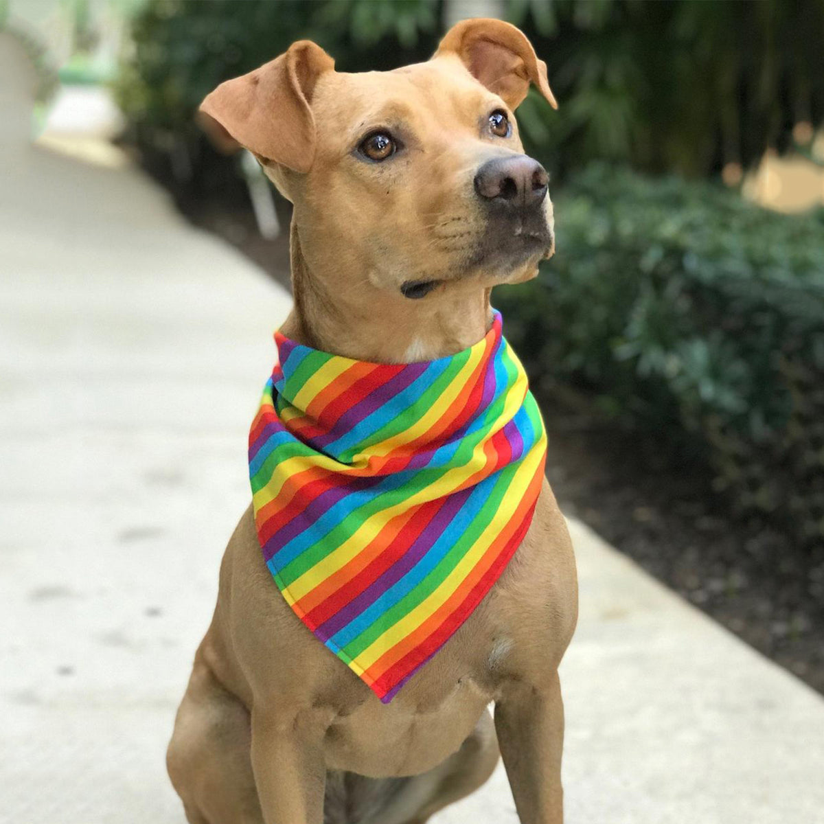 Pride Month Pet Party Triangle Scarf Rainbow