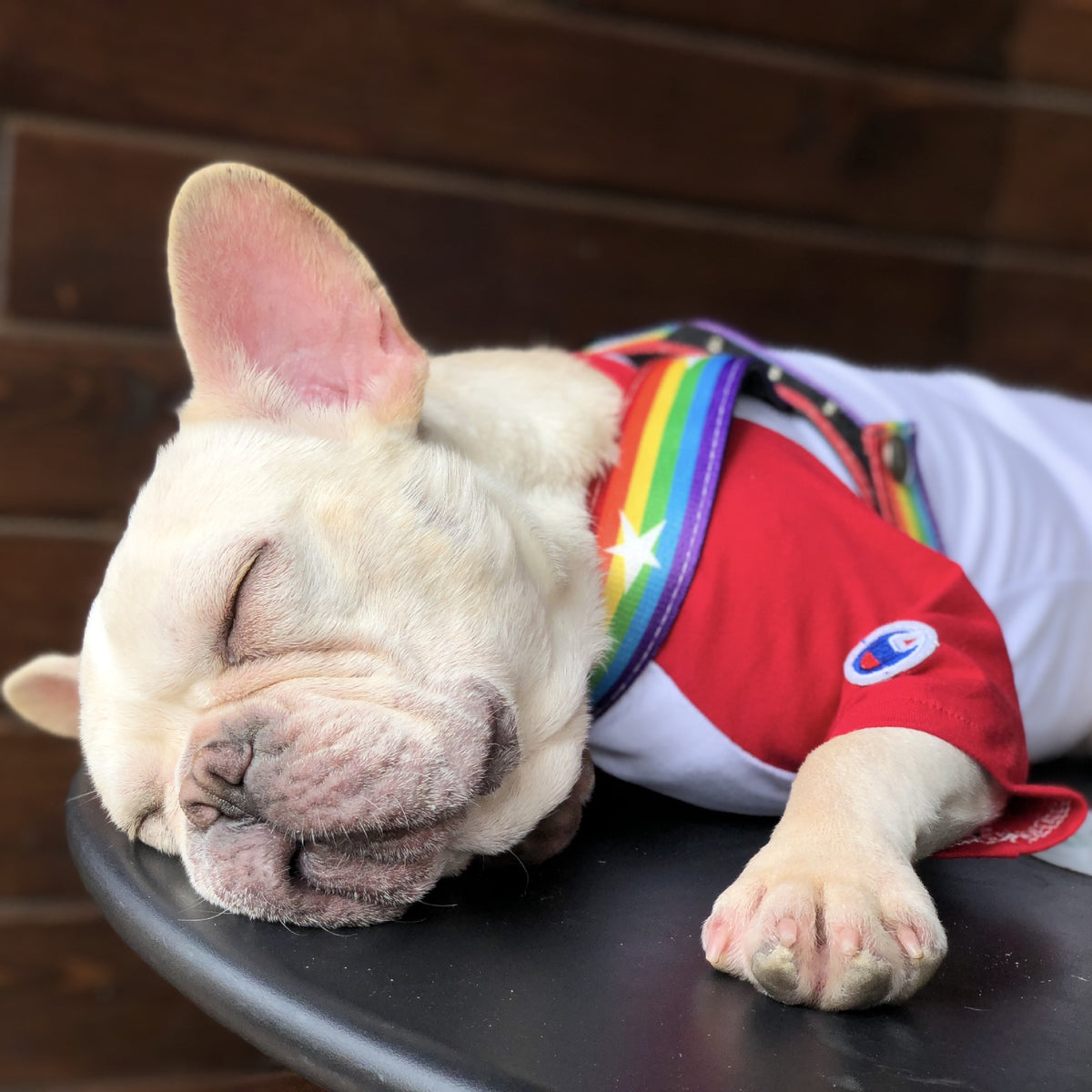 Rainbow dog leashes